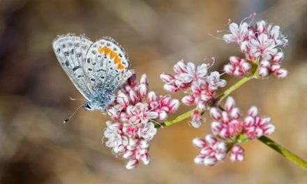 Photo Of The Day By Marty Knippel