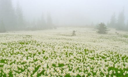 Photo Of The Day By RimaS