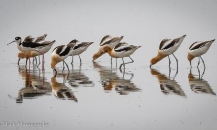 Photo Of The Day By Robin Black