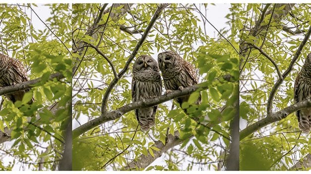 Photographer Profile: Jeff Levesque