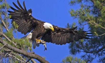 Photographing Bald Eagles Of The Adirondack