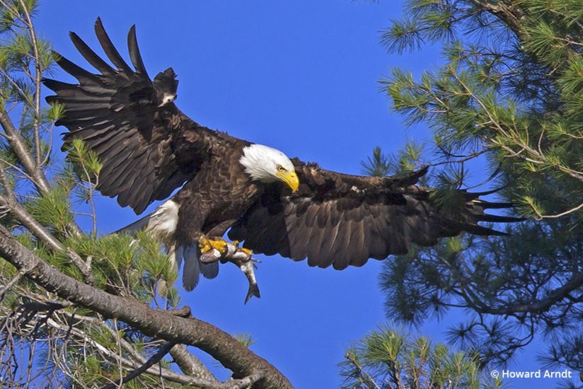 Photographing Bald Eagles Of The Adirondack