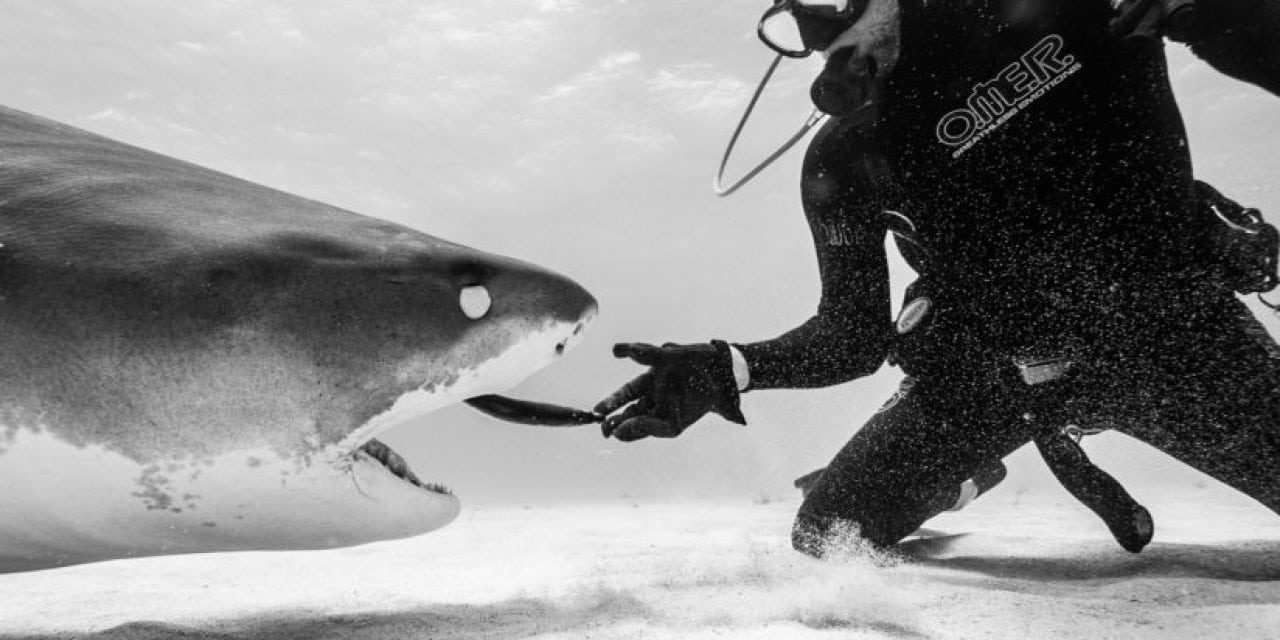 Shark Week: The Big Toothy Scary Stealthy Apex Predator