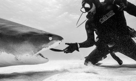 Shark Week: The Big Toothy Scary Stealthy Apex Predator