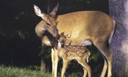 Should You Shoot a Doe with Fawns?