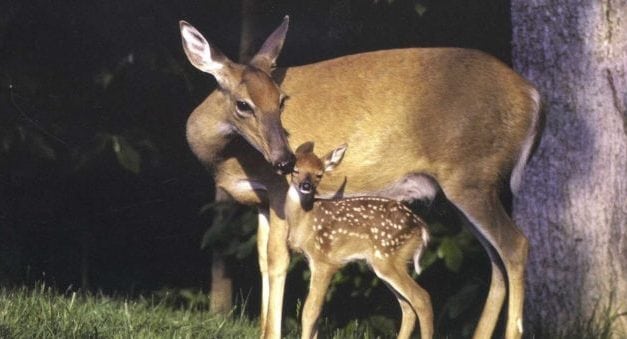 Should You Shoot a Doe with Fawns?