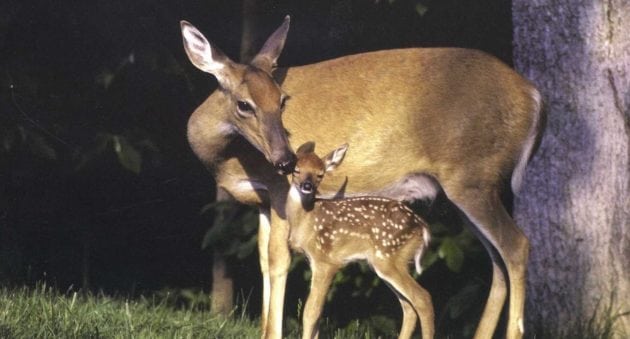 Should You Shoot a Doe with Fawns?