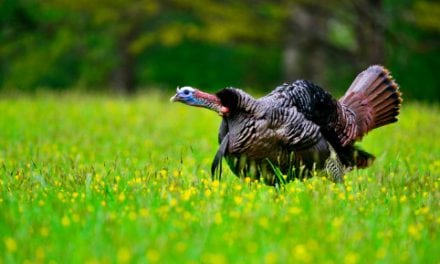 Talking Turkeys This Week with Wayne Barber & Saying Goodbye To A Good Man