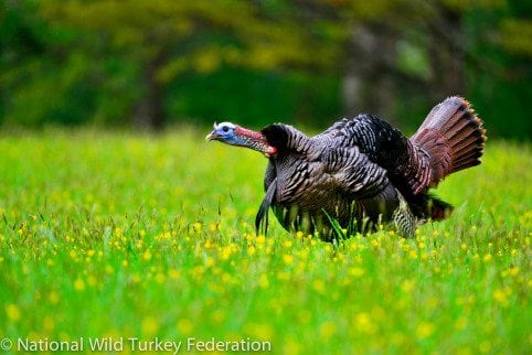 Talking Turkeys This Week with Wayne Barber & Saying Goodbye To A Good Man