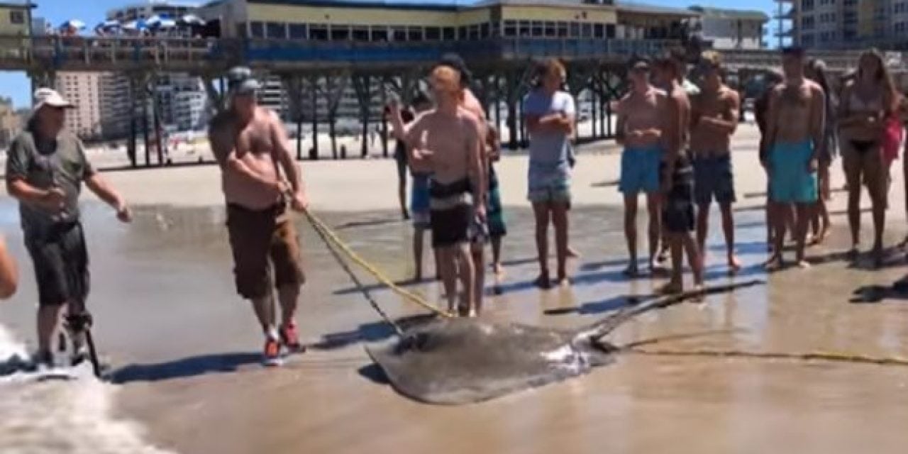 Teens Fight with Fishermen Over 300-Pound Stingray