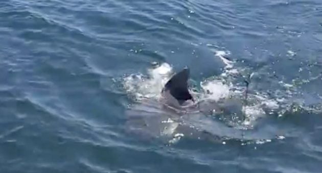 The Bull Shark on the End of This Line is a Man-Eating Machine