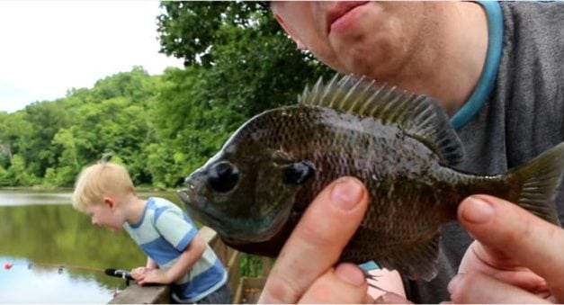 The Often Under-Appreciated Bluegill Catch and Cook