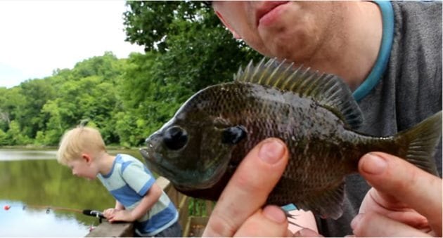 The Often Under-Appreciated Bluegill Catch and Cook
