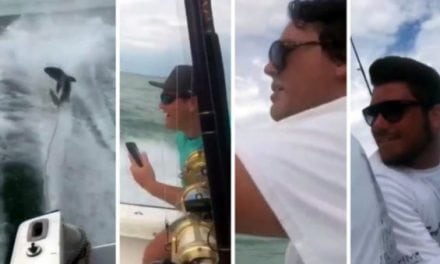 The Shark Dragging Video is Now Being Investigated by the FWC