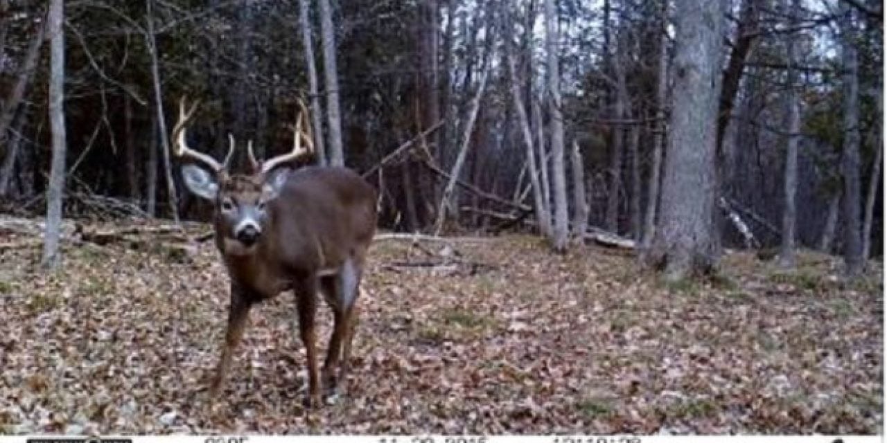These 10 Trail Cam Vids Will Get You Pumped for Deer Season