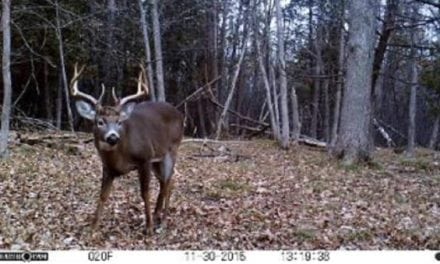 These 10 Trail Cam Vids Will Get You Pumped for Deer Season