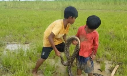 These Little Boys Are Not Afraid of Big Snakes