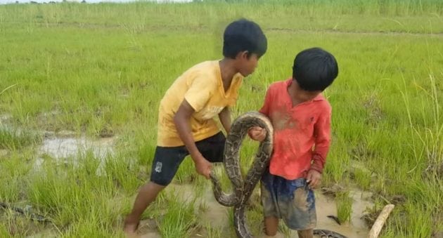 These Little Boys Are Not Afraid of Big Snakes