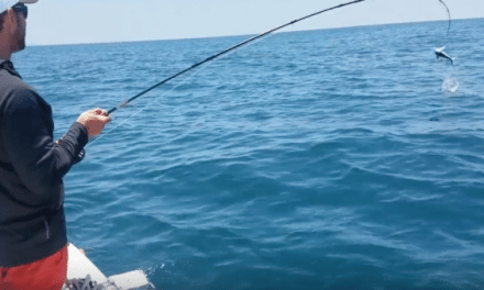 This Baby Mako Gets Some Air While Hooked on the Fly