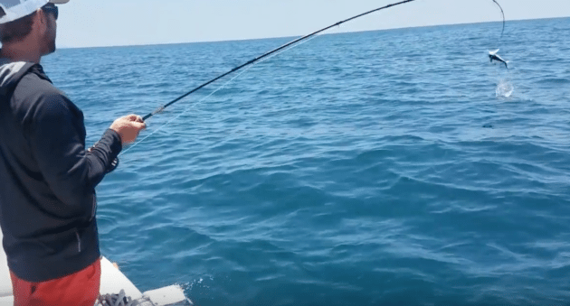 This Baby Mako Gets Some Air While Hooked on the Fly