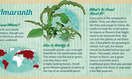 This Infographic Highlights a Few Wild Edibles, but Don’t Rely on it for Foraging