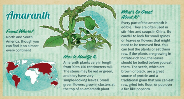 This Infographic Highlights a Few Wild Edibles, but Don’t Rely on it for Foraging