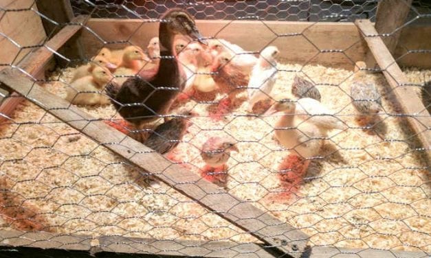 Top 10 Natural Remedies for Chicken and Duck Keeping