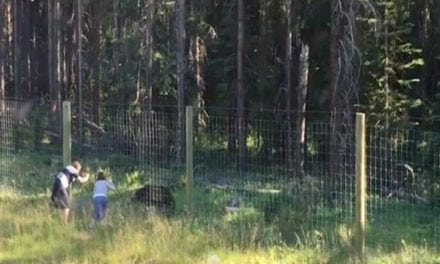 Tourists in Canada Walk Right up to Grizzly Bear to Get Pictures