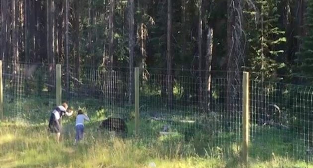 Tourists in Canada Walk Right up to Grizzly Bear to Get Pictures