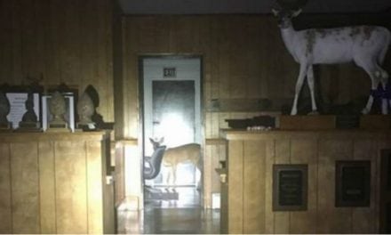 Wayward Deer Crashes into a NC Building… It’s a Taxidermy Shop!
