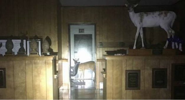 Wayward Deer Crashes into a NC Building… It’s a Taxidermy Shop!