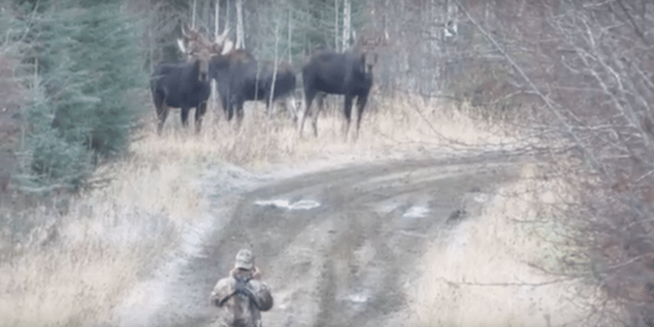 What NOT to Do Around a Powwow of Bull Moose