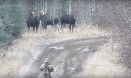 What NOT to Do Around a Powwow of Bull Moose
