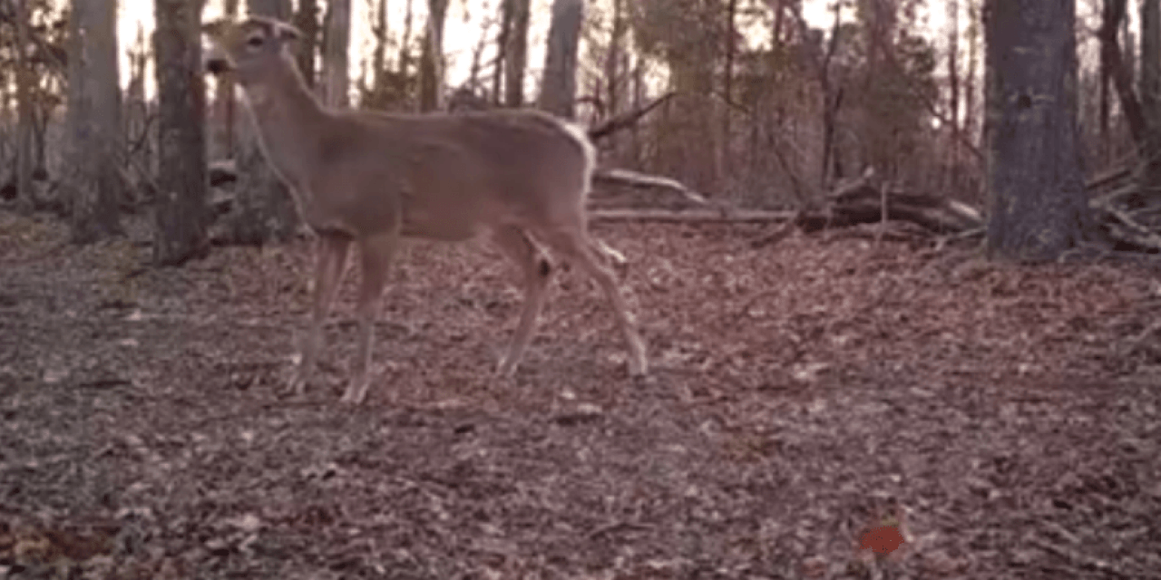 What’s This Doe Doing That Just Made Every Whitetail Hunter Cringe?