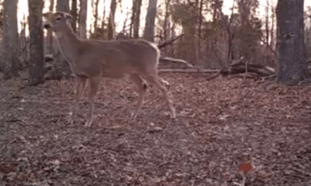 What’s This Doe Doing That Just Made Every Whitetail Hunter Cringe?