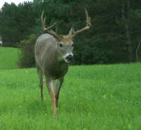 Whitetail Wisdom: CWD, Monkeys & Eating Venison