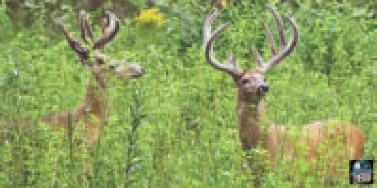 Whitetail Wisdom: Deer Harvest Stats You Should Know