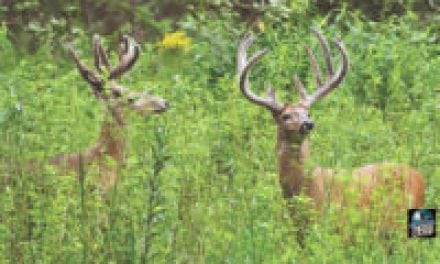 Whitetail Wisdom: Deer Harvest Stats You Should Know