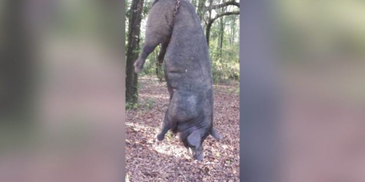 Woman Claims the Mammoth 820-Pound Hog Killed Escaped From Her Pen
