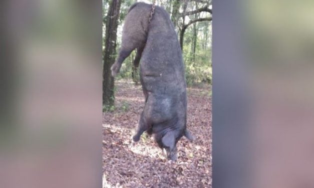 Woman Claims the Mammoth 820-Pound Hog Killed Escaped From Her Pen