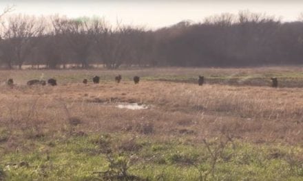 You Won’t Believe What Happens After These Hunters Turn on Their Hog Call