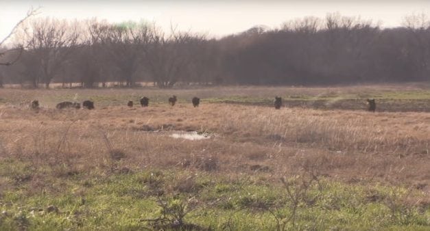 You Won’t Believe What Happens After These Hunters Turn on Their Hog Call