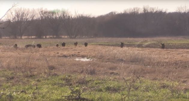 You Won’t Believe What Happens After These Hunters Turn on Their Hog Call