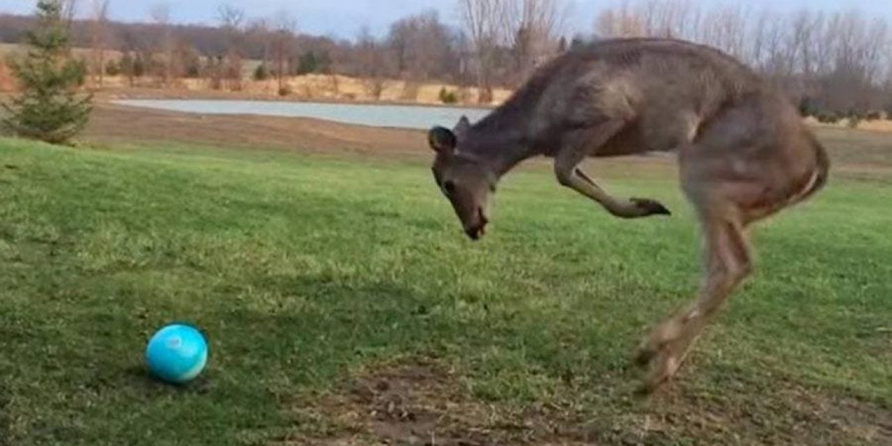 Young Deer Loses its Mind with Excitement While Playing with a Ball