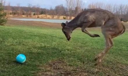 Young Deer Loses its Mind with Excitement While Playing with a Ball