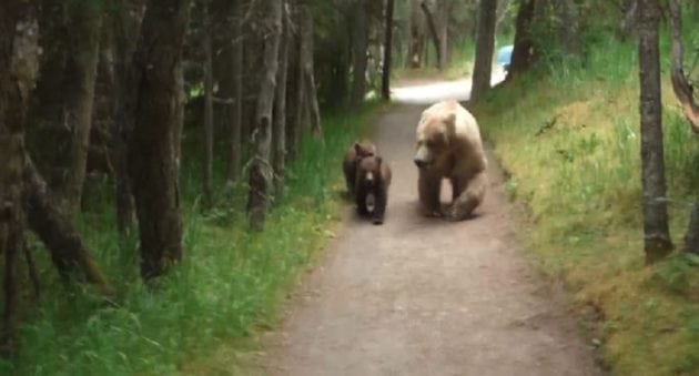 1 Man, 3 Bears, and 2 Minutes of Terrifyingly Tense Footage