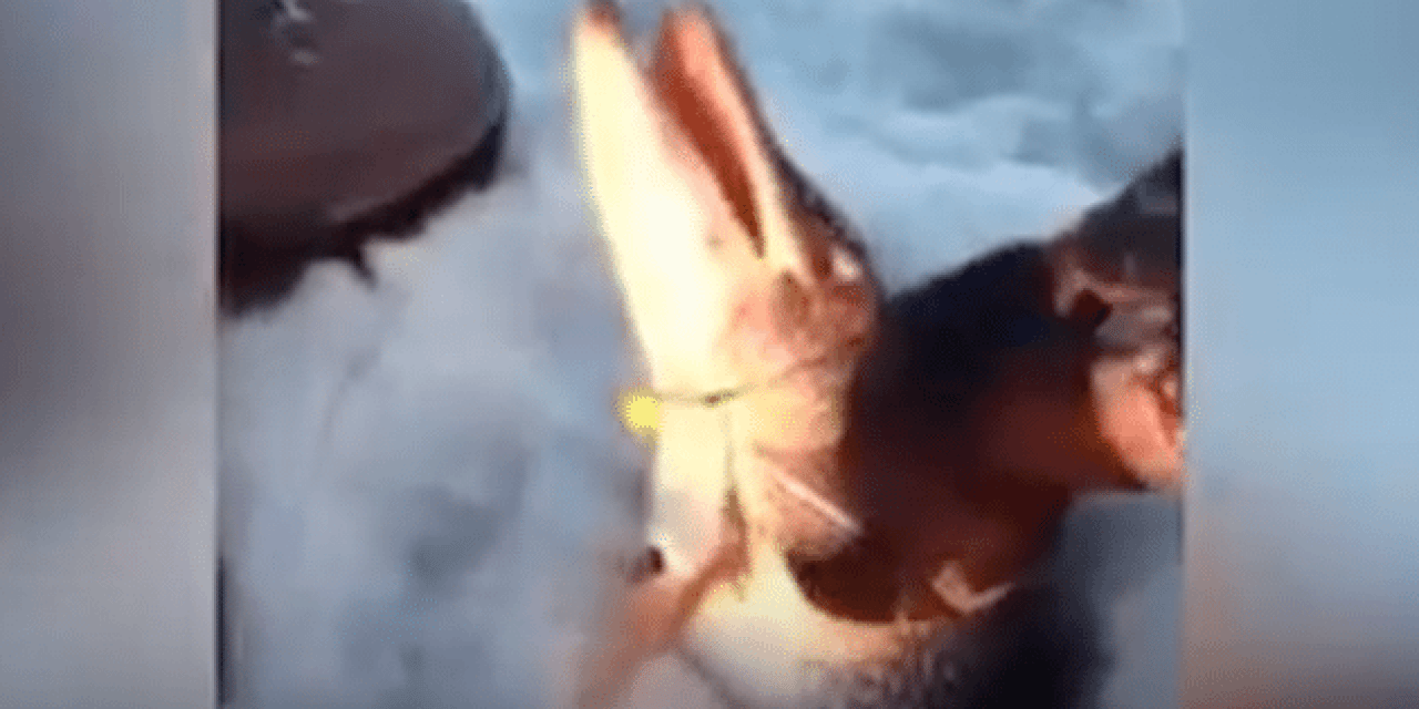 10 of the Craziest Ice Fishing Videos on the Internet
