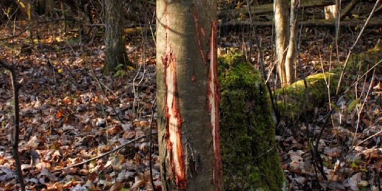 10 Photos of Buck Rubs Garanteed to Pump You Up for Deer Season