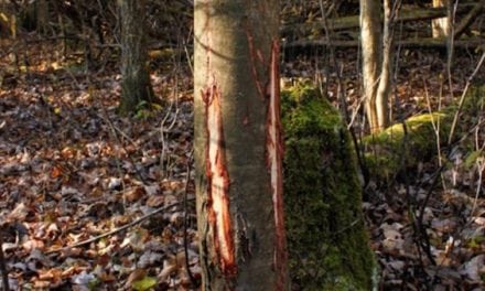 10 Photos of Buck Rubs Garanteed to Pump You Up for Deer Season