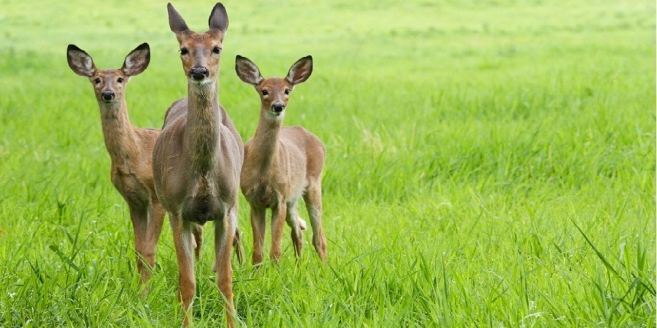 10 Whitetail Deer Facts Most Hunters Don’t Know